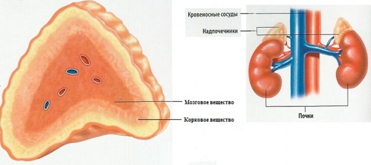 Кахексия: симптомы, причины, лечение