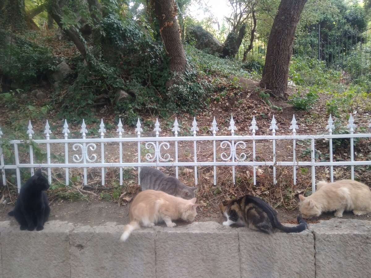 Кошачий завтрак