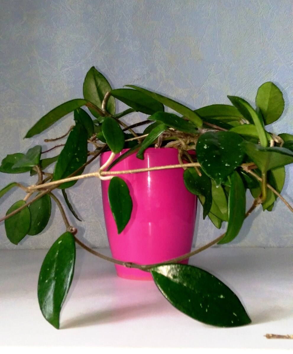 Хойя привлекательна и пластична. 