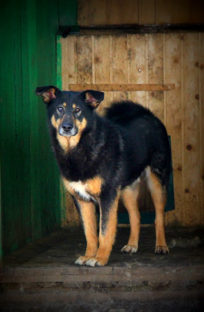 Макс