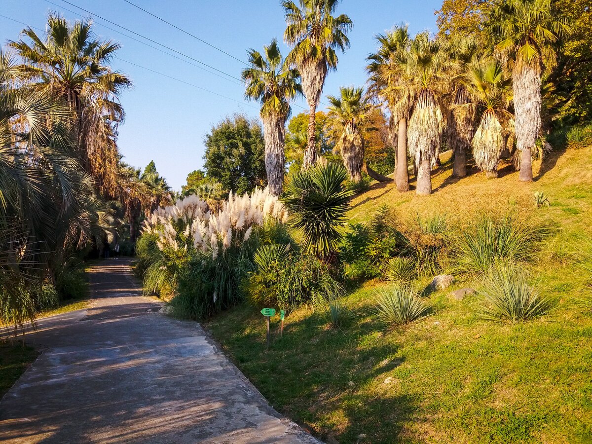 Пальмовые аллеи