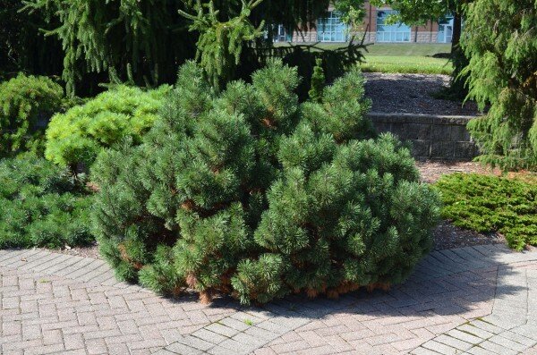 Сосна горная