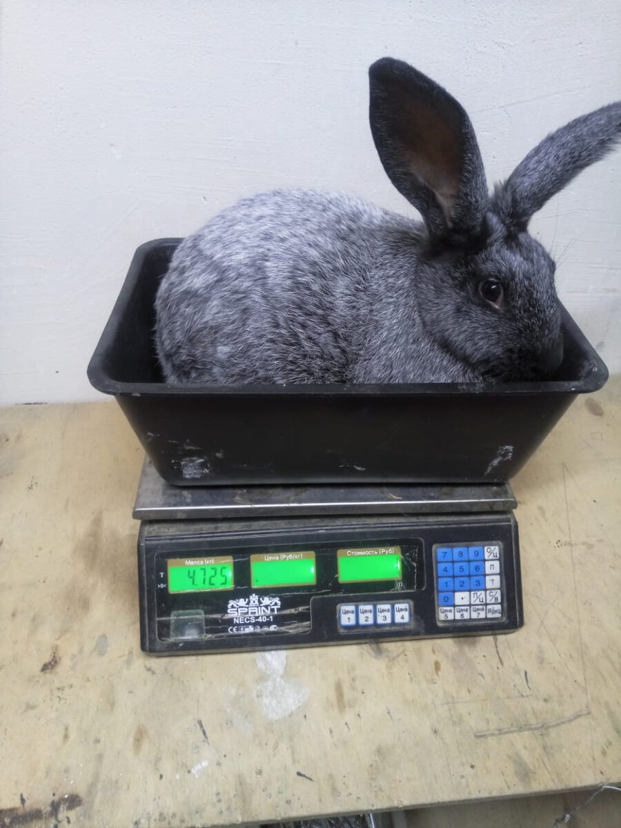Фото автора. Кролик породы Серебристый