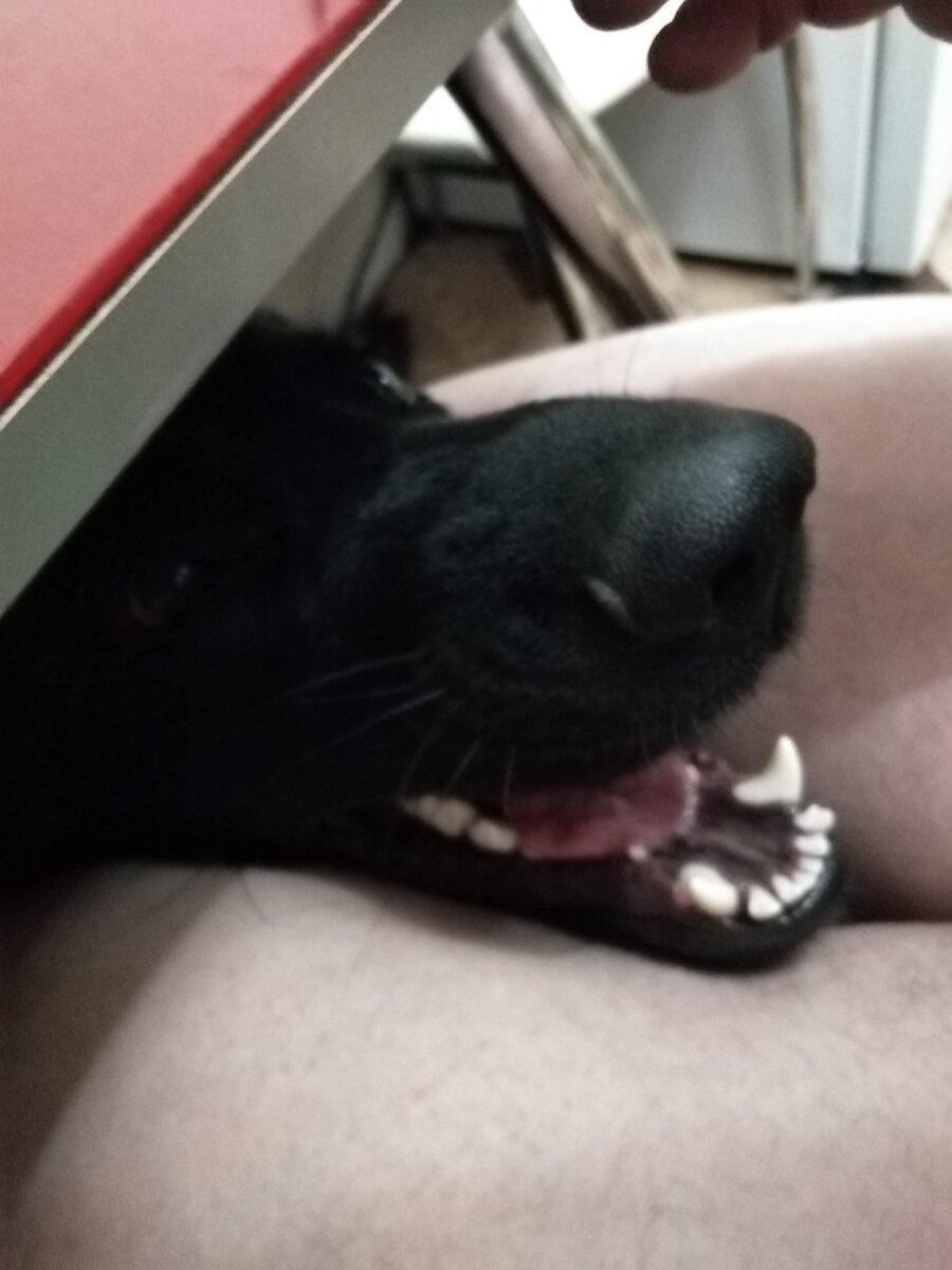 Луна демонстрирует свою улыбку мужу