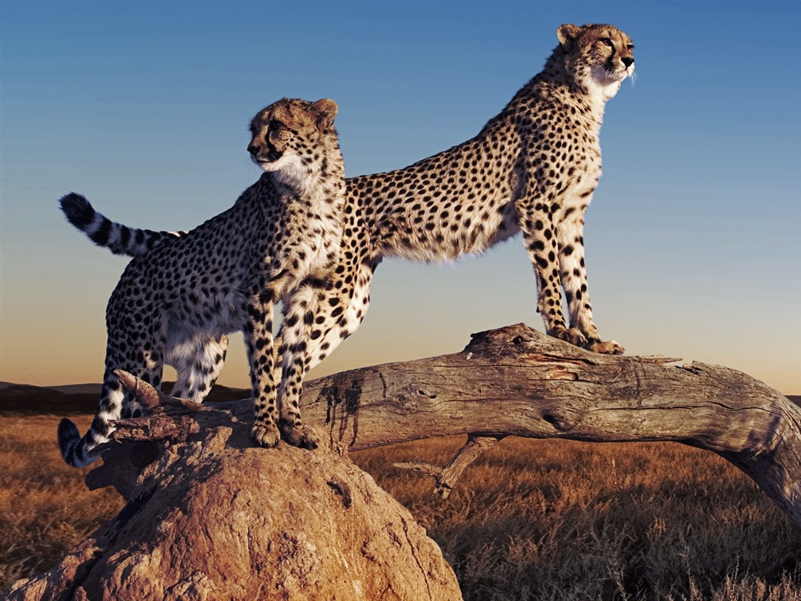 https://www.10wallpaper.com/wallpaper/1152x864/1310/Cheetah_on_the_prairie-Animal_World_Wallpaper_1152x864.jpg