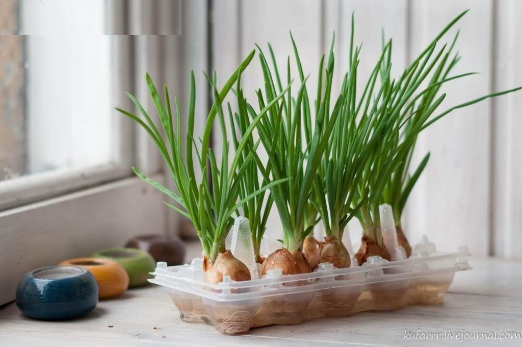 «Свой» зеленый лук к новогоднему столу: отличная идея выращивания луковиц в яичных лотках