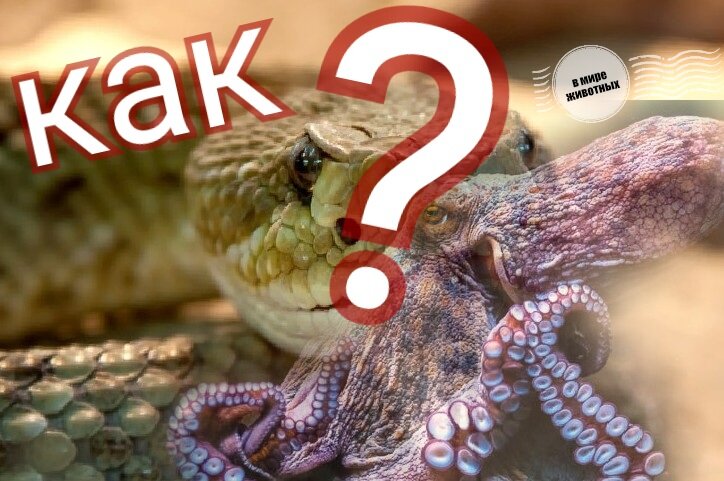 Никогда и не подумали бы!