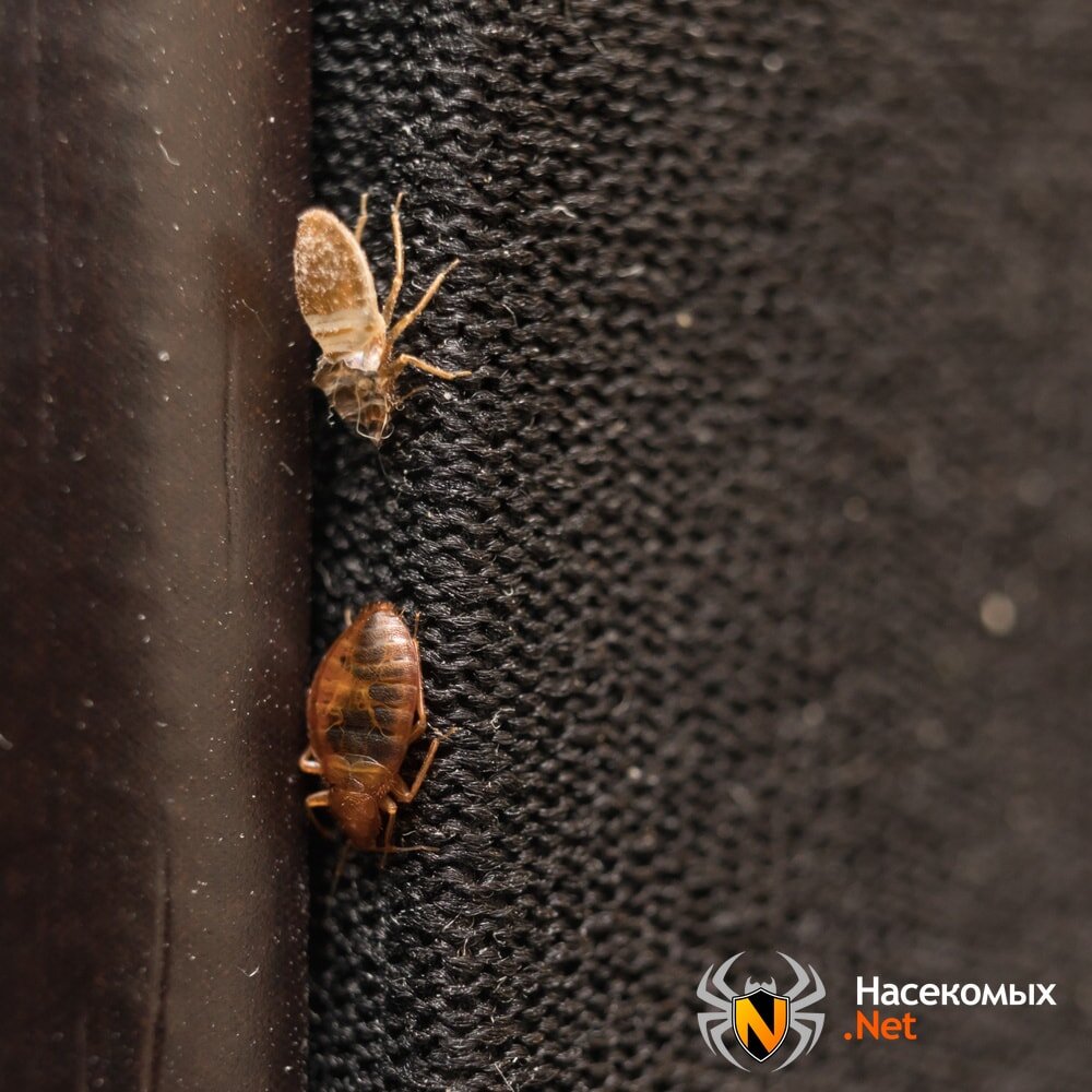 Постельные клопы в квартире