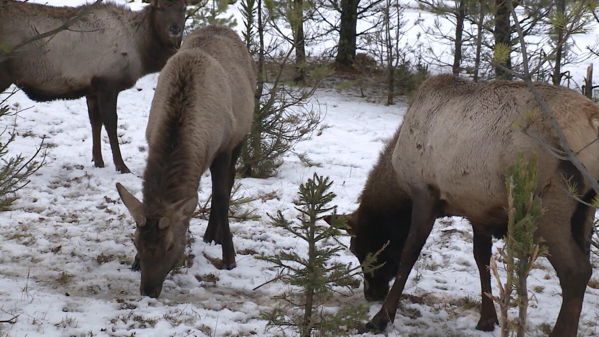Марал – это подвид благородного оленя. Их родина – Алтай. Разводить в Костромской области этих животных решили 7 лет назад. 
