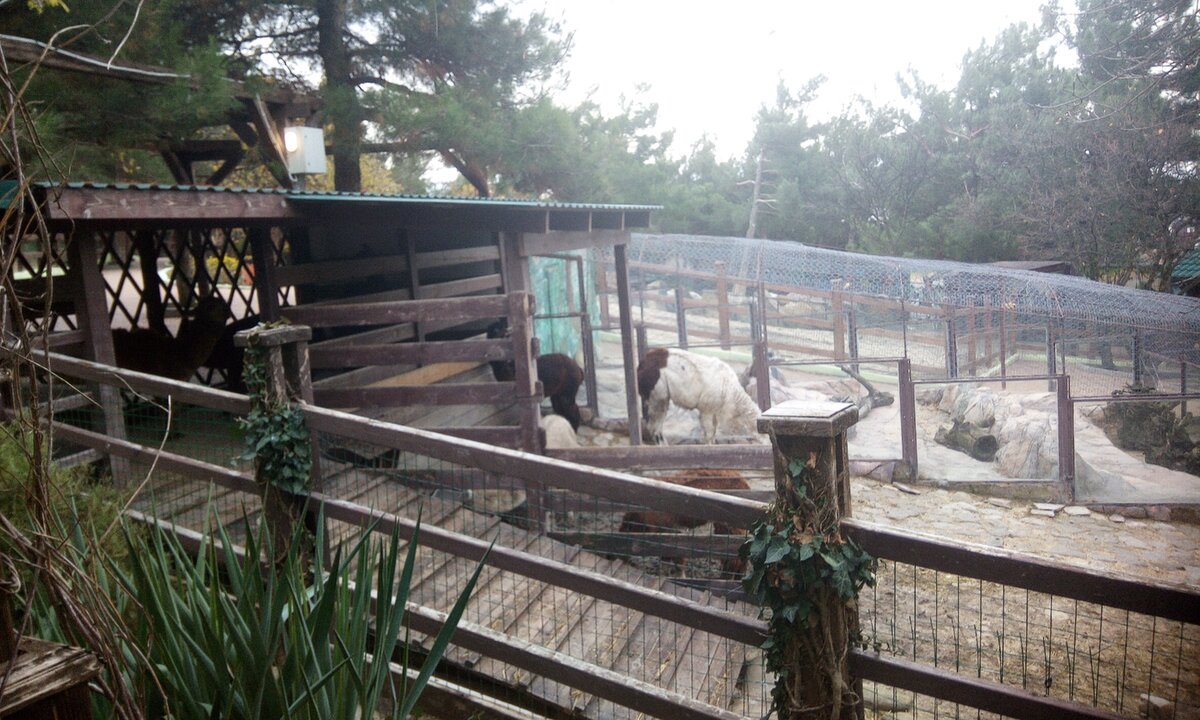 Лани, страусы