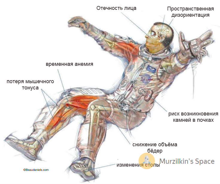 Влияние невесомости на жизнедеятельность организмов проект