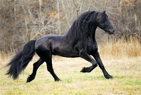 Фризкая порода