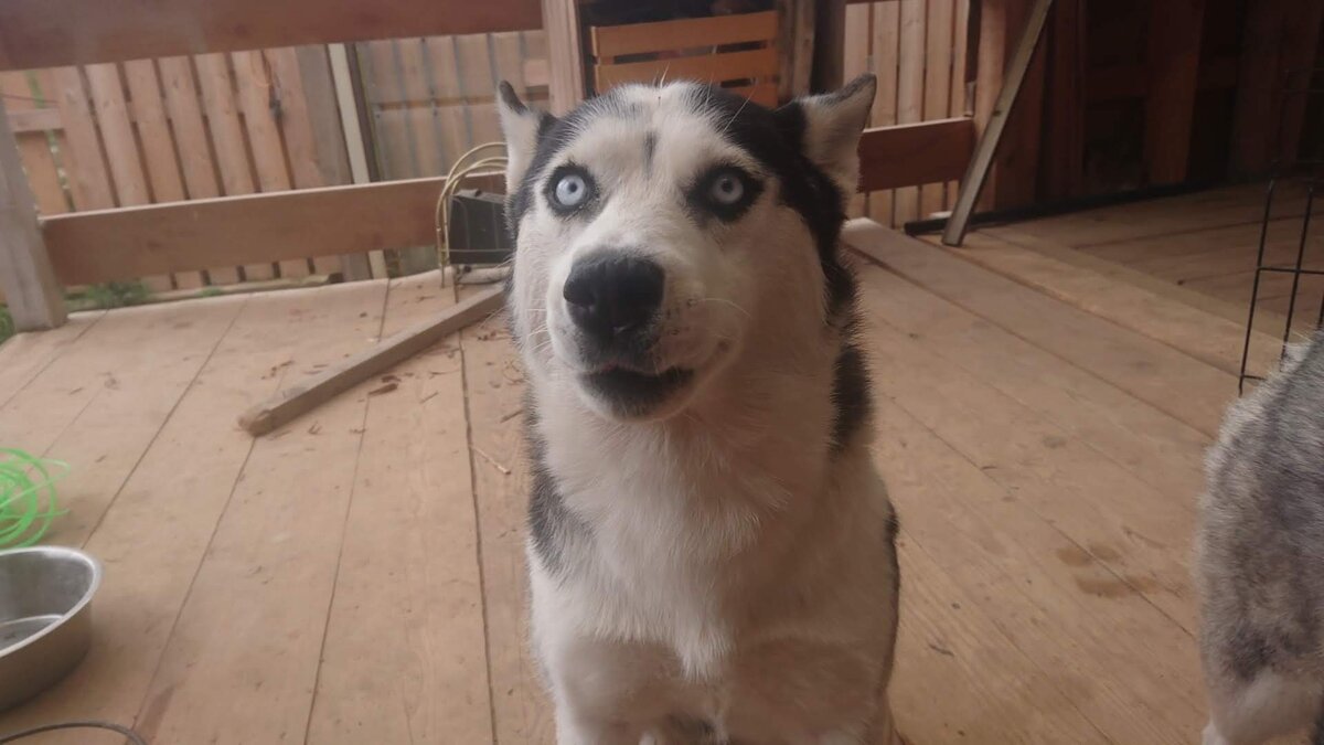 Маламут утонаган. Нирвана собака. Дзен хаски. Дзен хаски. Сибирский хаски длинношерстный.