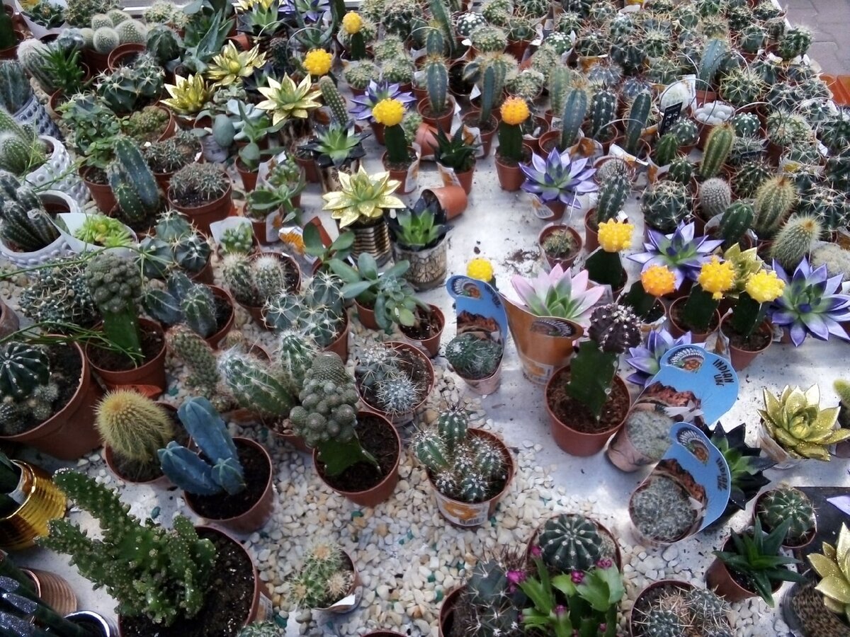 Обычно на пол-часа залипаю у такое витрины. Но все реже там оказывается  что-то,  чего у меня нет