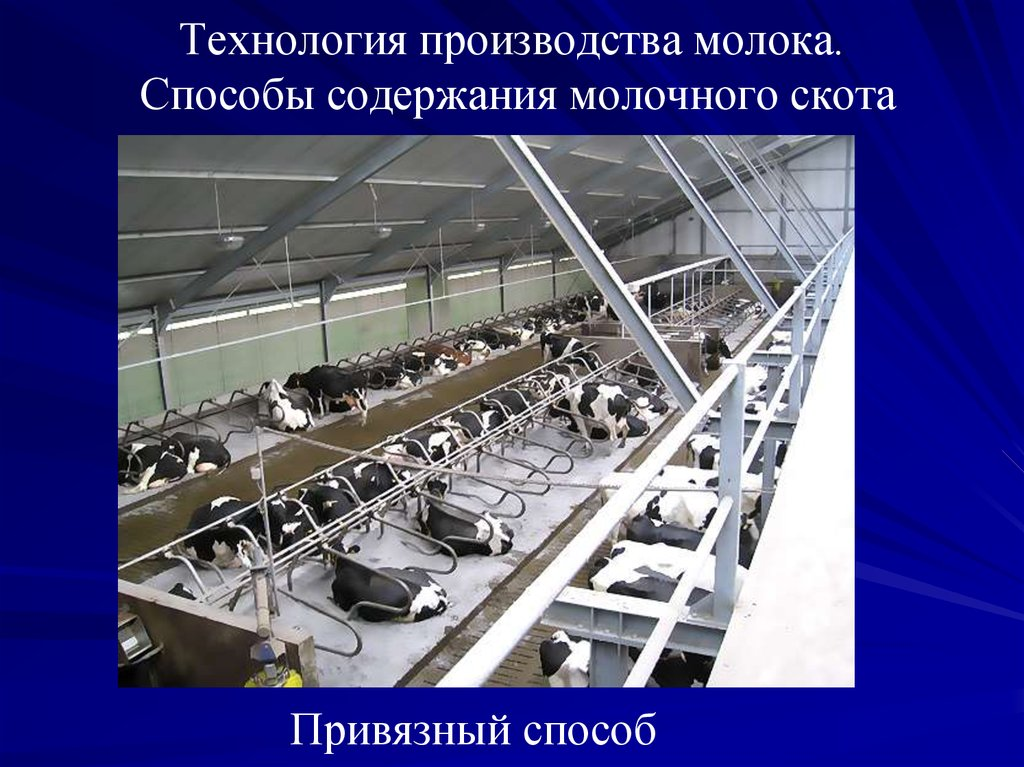Технологии производится. Процесс производства молока. Технология производства молочной продукции. Технология производства молочных продуктов. Процесс переработки молока.