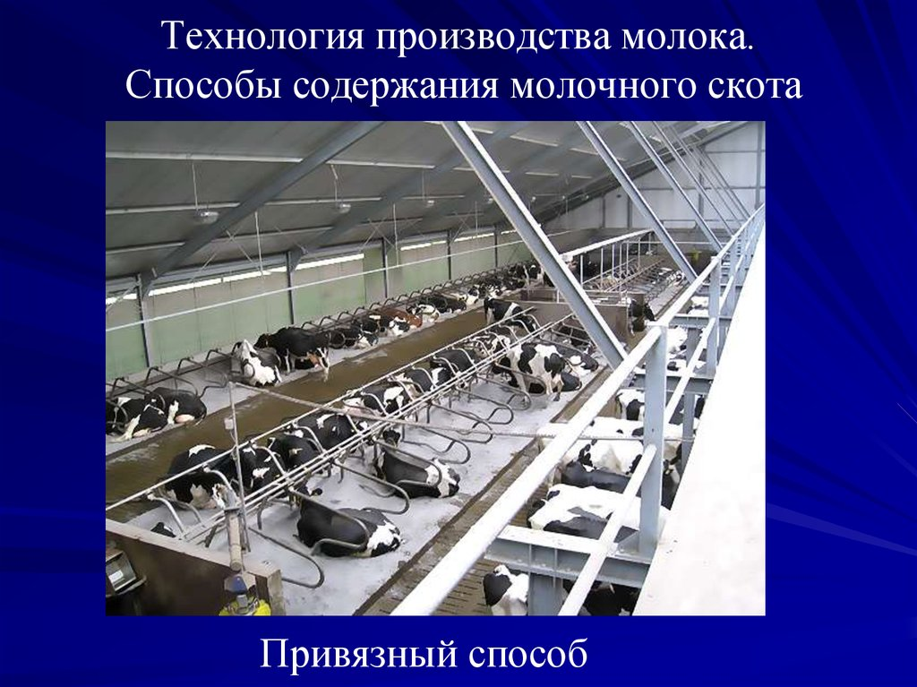 Проект продукции. Технология производства молока. Процесс производства молока. Технологии молочного скотоводства. Технология производства молочных продуктов.