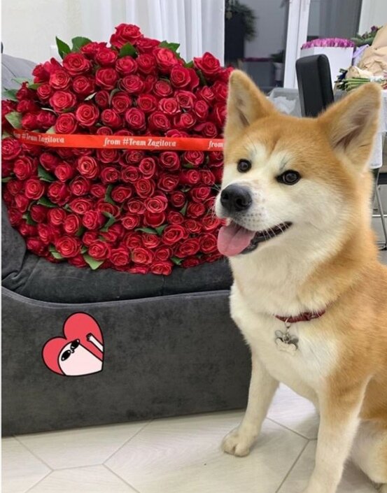 Из  инстаграм Алины