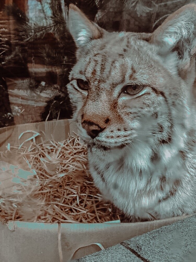 Ленинградский зоопарк