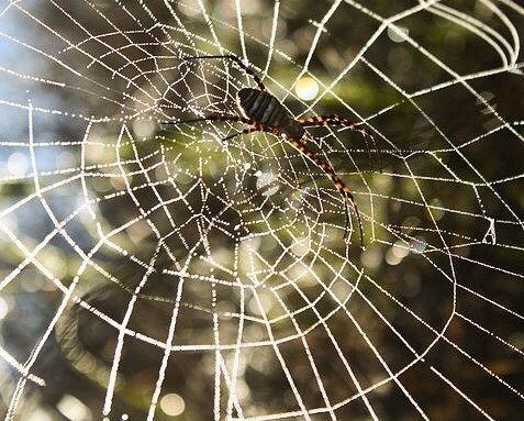 Яндекс.Картинки