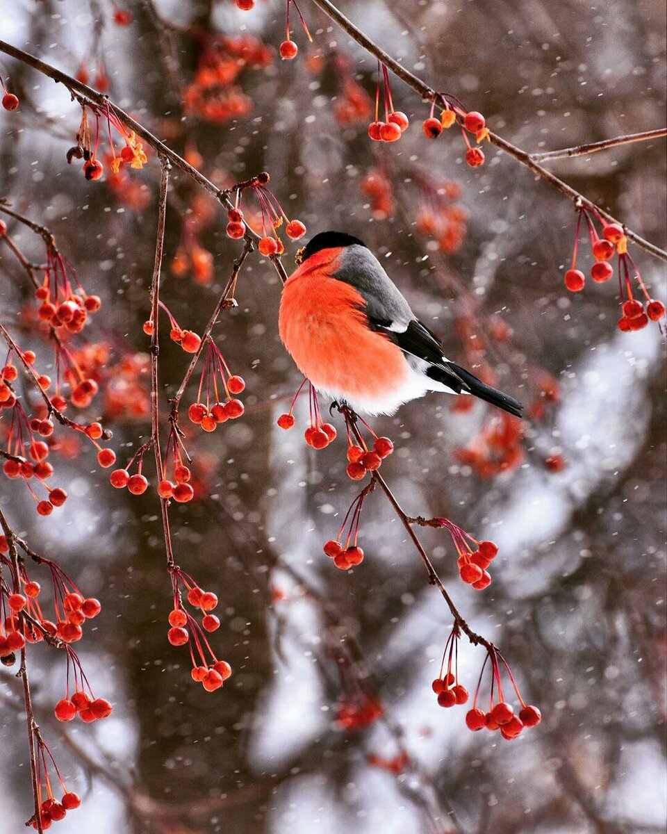 Фото @sveta-birds На самом деле, на фото не калина, а рябина или даже декоративная яблонька.Но это не имеет особого значения. Снегири одинаково любят все ягоды.