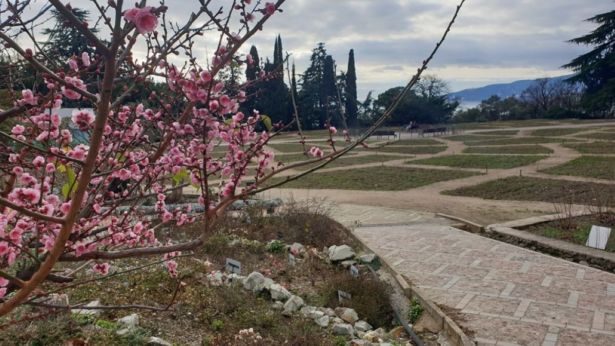 Никитский Ботанический сад Ялта зимой