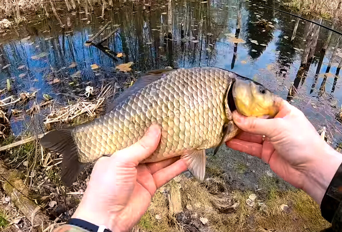 Рыбалка на болоте. Болотная рыбалка. Болотная рыбалка. Линь рыба. Большие болотные рыбы.