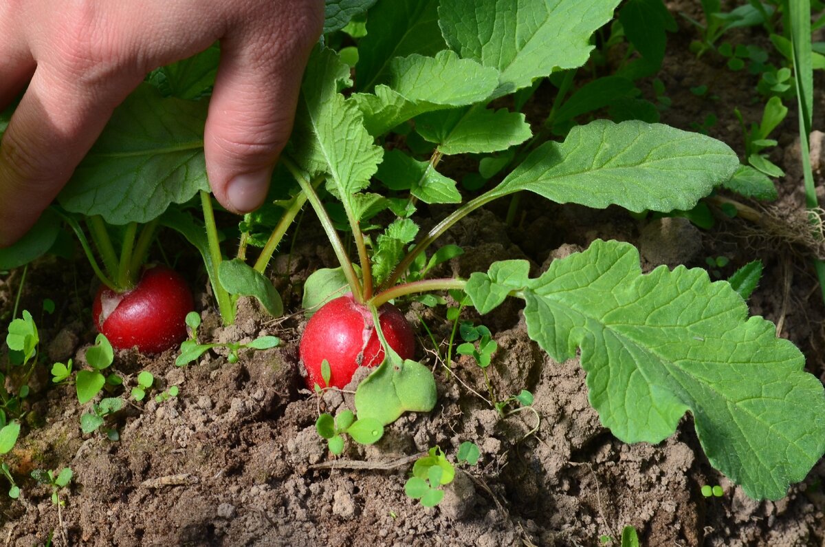 Вот так выращиваю редис.