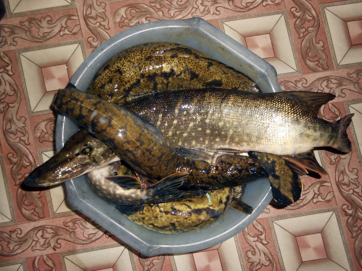 Ну, в общем, поймали, пора и готовить ))) 