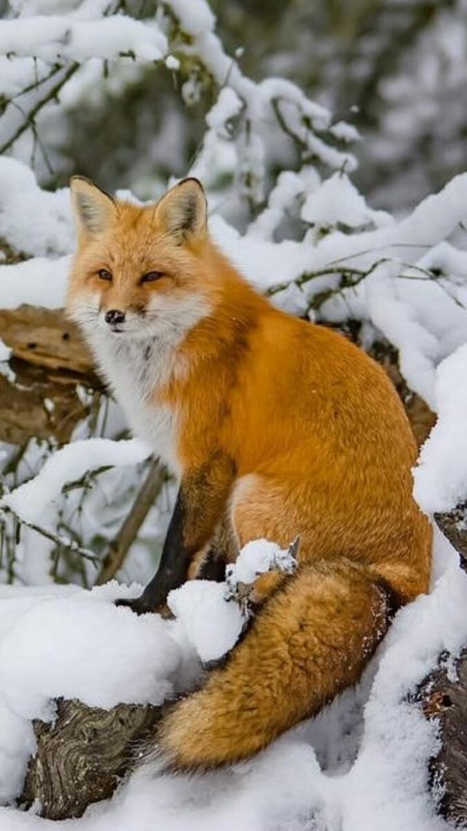 изображение взято из свободных источников