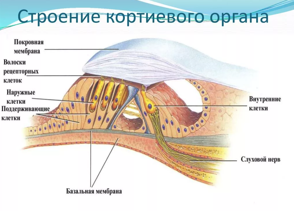 Кортиев орган в улитке внутреннего уха. Кортиев орган на схеме уха. Слуховой анализатор Кортиев орган. Строение слухового анализатора Кортиев орган.