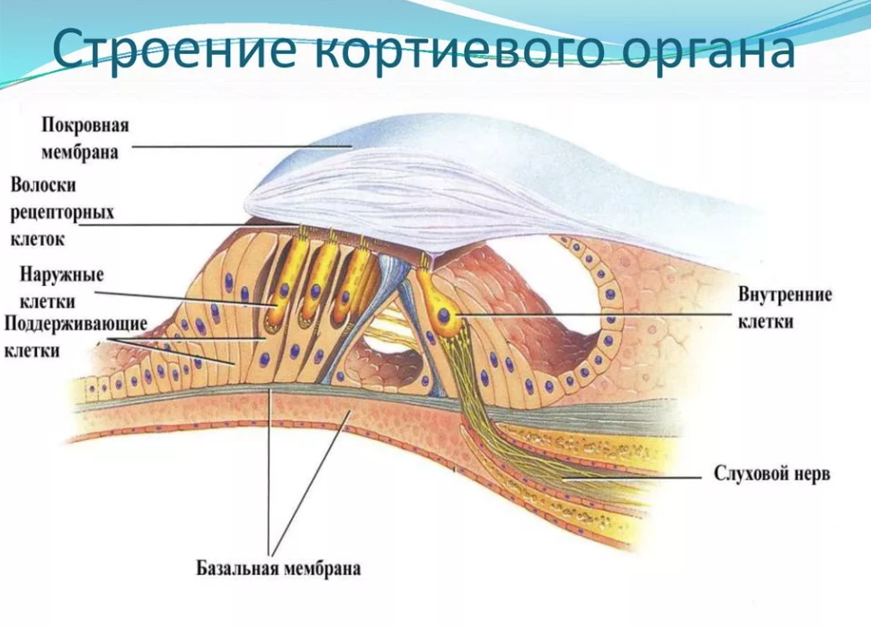 Орган слуха спиральный орган. Кортиев орган в улитке внутреннего уха. Кортиев орган на схеме уха. Слуховой анализатор Кортиев орган. Строение слухового анализатора Кортиев орган.