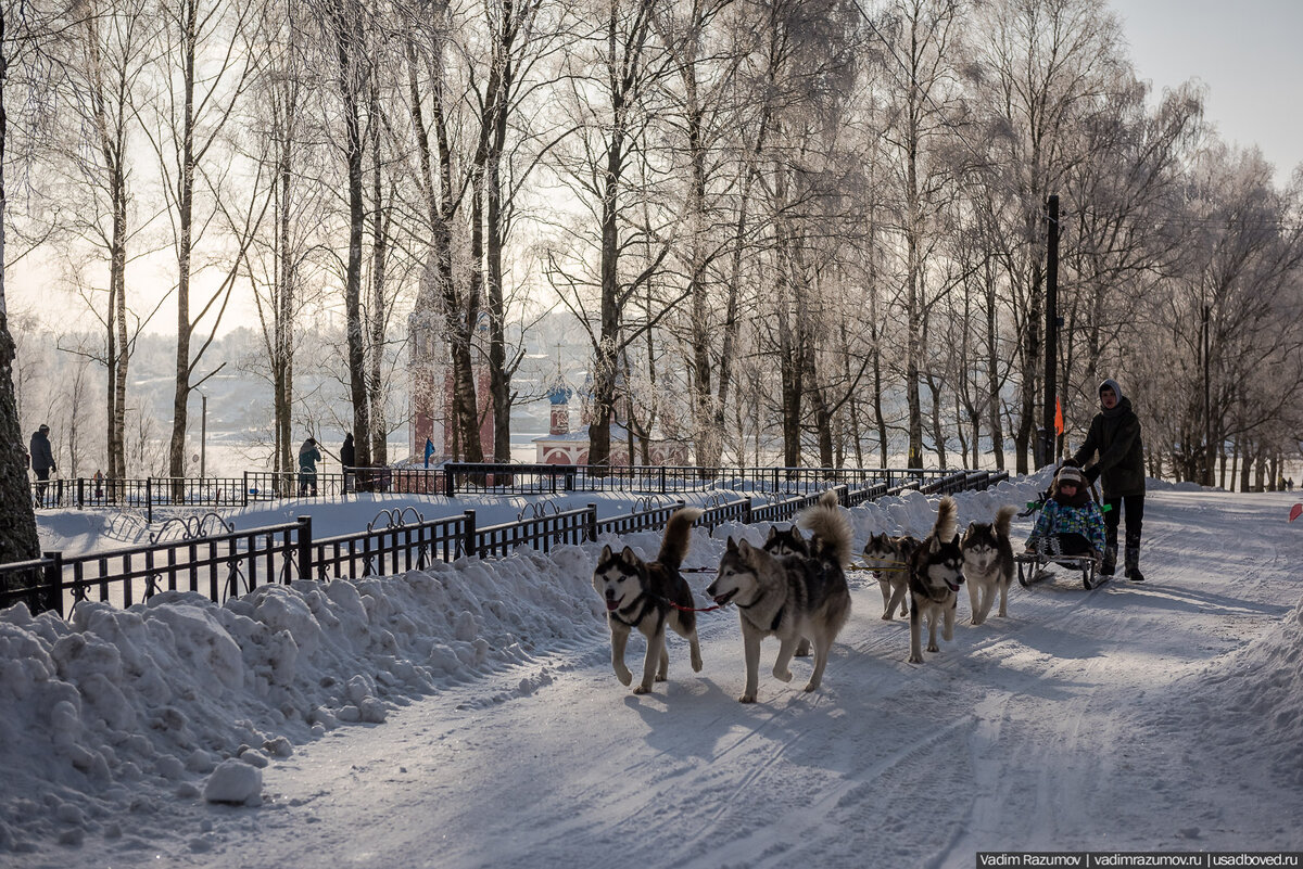 2. Припарковавшись на Романовской стороне старинного Тутаева, первым делом я услышал колокольный перезвон и веселый лай. По городу носились санки собачьи упряжки с санками, которые катали всех желающих. Спойлер: всевозможным породам лаек необходима полноценная физическая нагрузка, поэтому для собак это не вредно.

