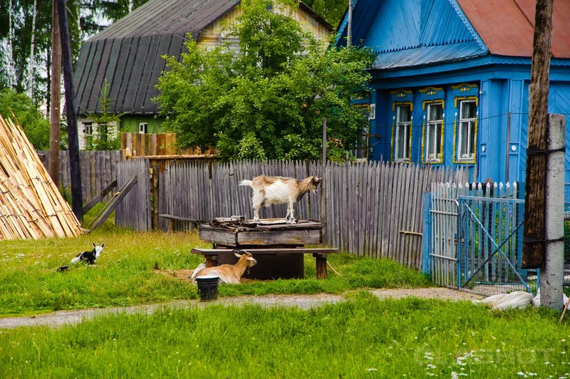 Яндекс, коллекции
