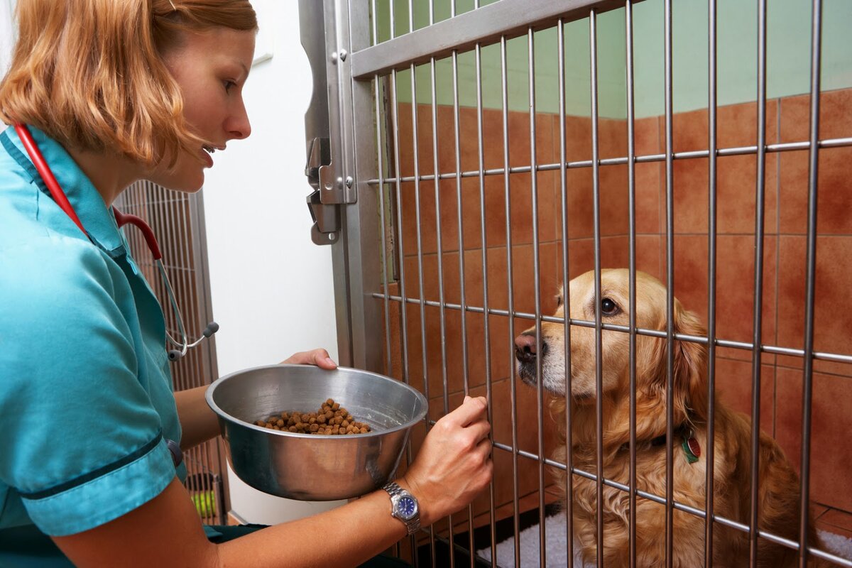 Ветеринары часто используют клетки для собак