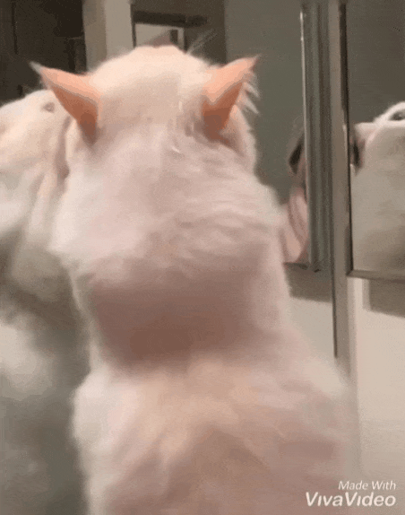 Кто самая красивая? Я самая красивая!