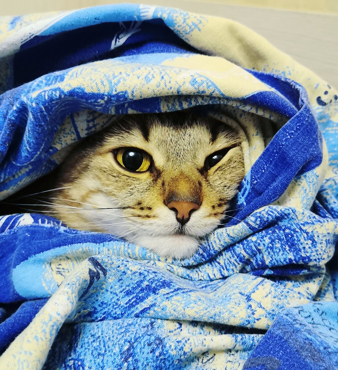 Кот для привлечения внимания, естественно. Но он чем-то похож на меня в моменты апатии. =))) 