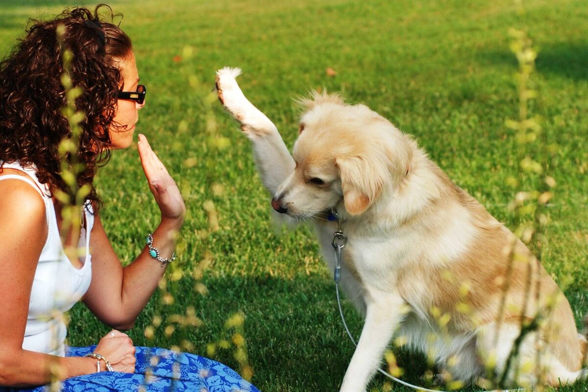 Яндекс.картинки