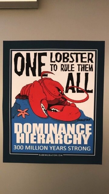 Даже лобстер ответственнее, чем ты