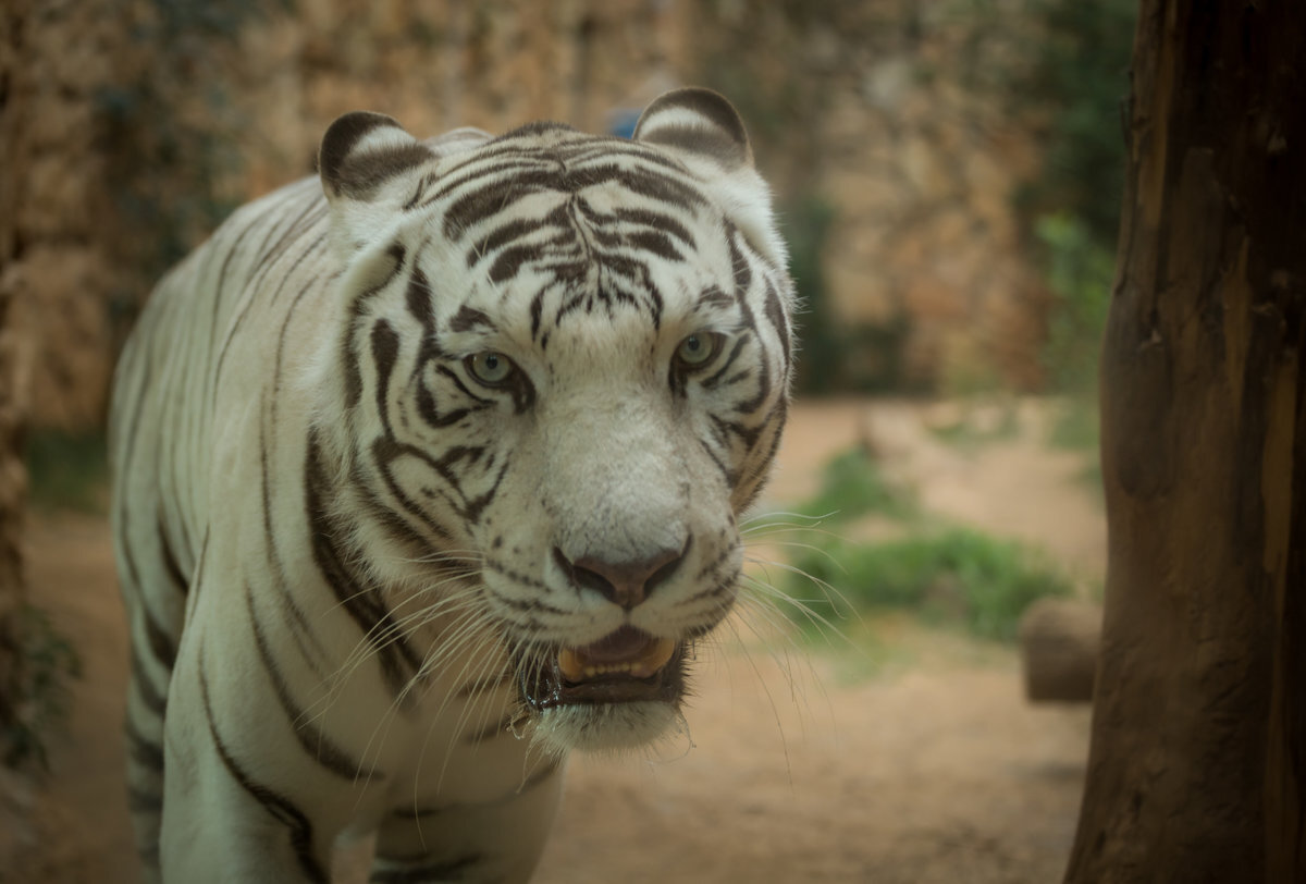 Белый бенгальский тигр