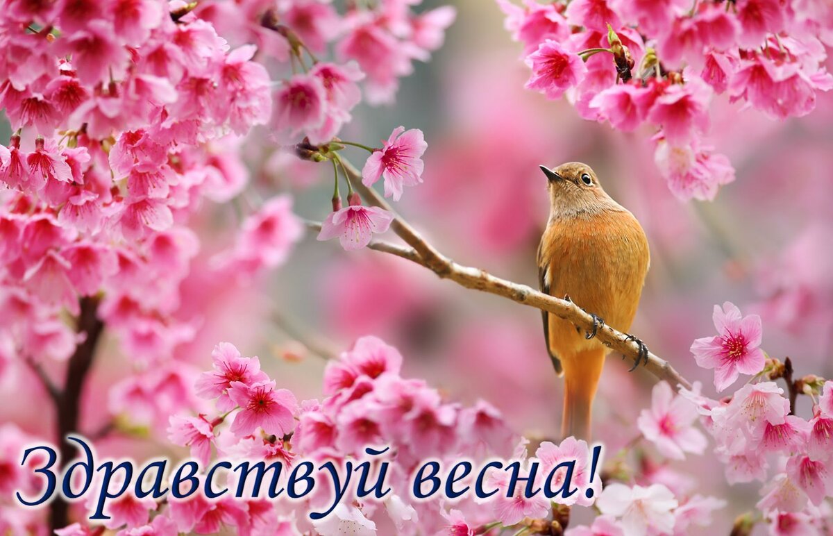 С первым днём весны. Встречайте весну, весна идёт! 