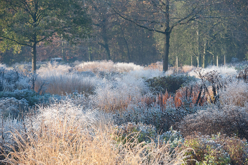 Сад Maximilianpark, фото с сайта oudolf.com