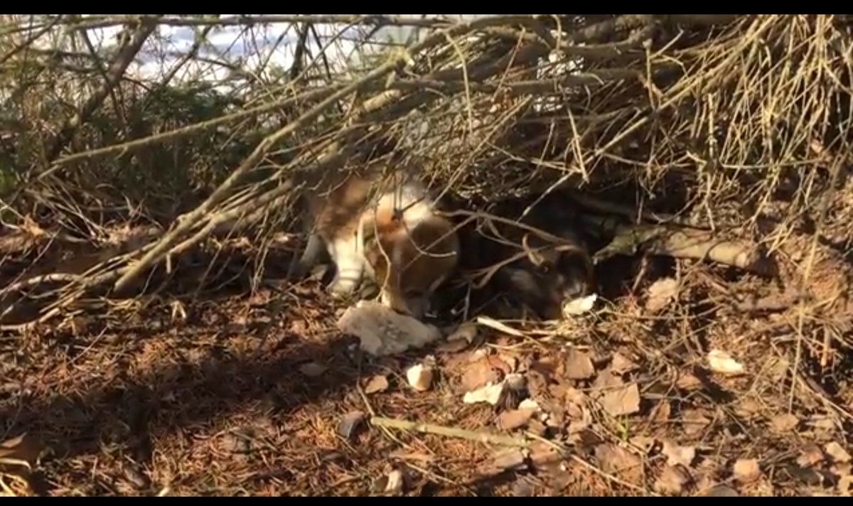 Неожиданная находка на берегу озера. Приехал за рыбой –а поймал щенят.

