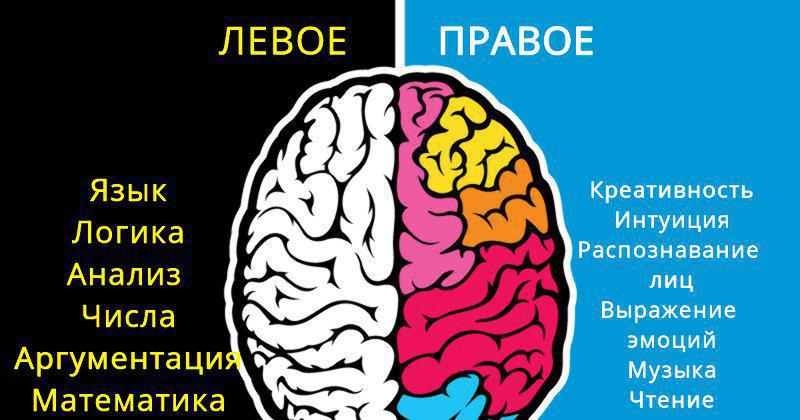 Тест какое полушарие мозга развито больше по картинке