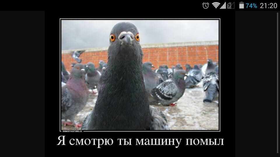 Помет птиц способен испортить краску и лак на машине. 