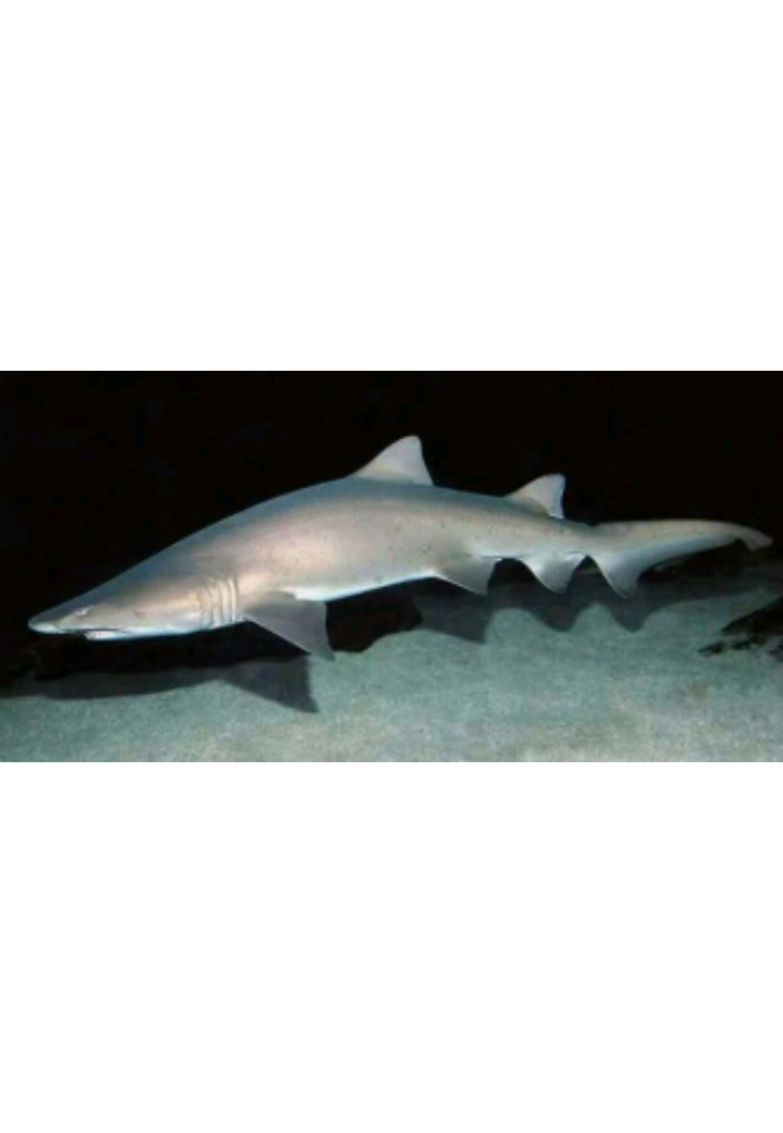 У самок тигровых акул две матки для 50 эмбрионов, но самый сильный эмбрион в итоге съедает остальных.
Эмбрионы песчаных тигровых акул проходят через процесс под названием «внутриутробный каннибализм» или эмбриофагия (адельфофагия), что буквально означает «съесть своего брата». Два рога матки содержат до 50 эмбрионов, когда один из них достигает размера около 10 см, он начинает поедать всех остальных, пока не останется единственным. Затем он продолжает развиваться 8-12 месяцев, после чего рождается один акуленок длиной 1 м.