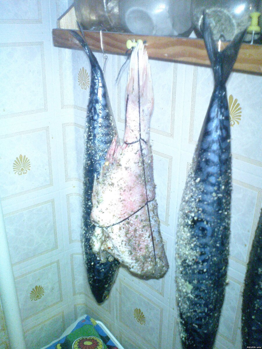 Буквально на днях сварганил себе маленькую домашнюю коптилку.  В принципе, ничего сложного в ней нет - железный ящик, в который  устанавливается решетка с поддоном, для стекания жира, ну и крышкой,  естественно. Все это пока сырое и недоделанное, ибо эскиз сваял за две  минуты, особо не заморачиваясь, теперь, с учетом личного опыта, нужно  будет сделать более удобный вариант дивайса. Но, сейчас не о коптилке, в  общем-то, речь, а о том, что я в ней приготовил.
 Перво на перво, я приготовил в ней куриные руки. Не скажу, что блин  получился комом, но многих тонкостей я не учел, в основном потому, что  дюже жрать хотелось. Потому все вышло на скорую руку. Может не шипко  вкусно, зато вполне съедобно, а под пиво так и вовсе - ушло, как вода в  сухую землю.
 На следующий день, решил приготовить скумбрию горячего копчения.
 На самом-то деле, именно горячее копчение я и люблю, но в продаже сейчас  этого продукта совсем мало. Краем уха слышал, что СЭС имеет что-то  проотив. Не знаю.
 Недавно покупал скумбрию горячего копчения в "Таврии", вкусная зараза, а тут, стало быть, можно дома.
 Короче. Собрался я и почапал на базар. Купил две штуки скумбрии не  большого размера, чтобы влезли ко мне в коптилку. Купил приправ к рыбе.  Наломал по ходу дела веточек абрикосовых да вишневых, и с чувством  выполненного гражданского долга вернулся домой.