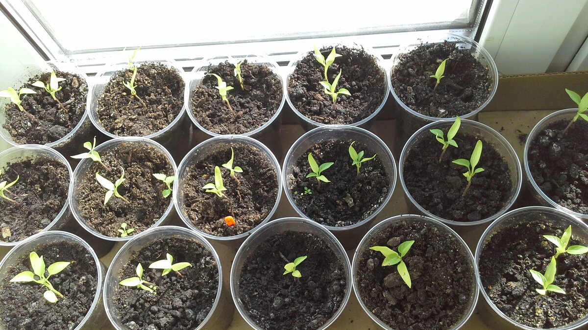 Источник Яндекс. Картинки