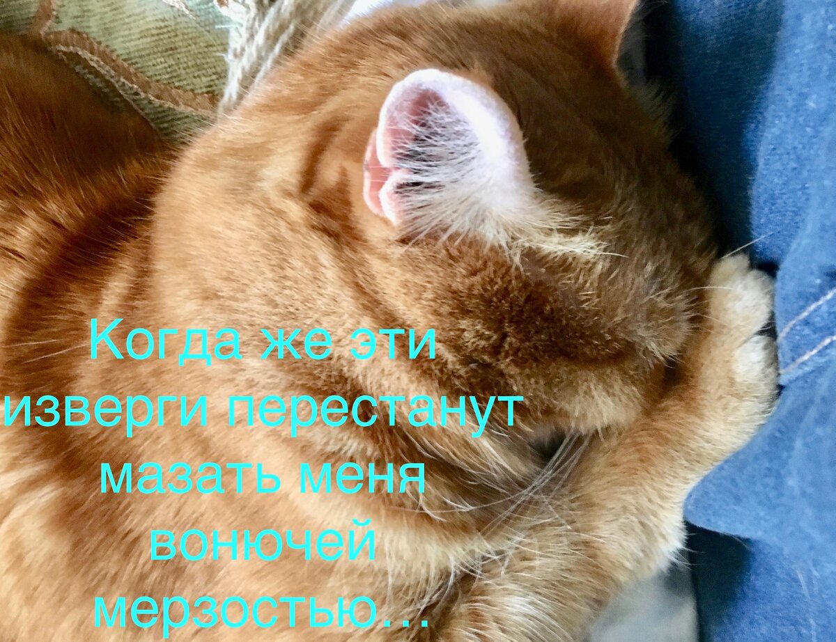 Стригущий лишай: причины появления у кошки, которая никогда не выходит на  улицу | Мой обожаемый кот | Дзен