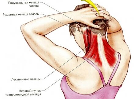 Растяжечка - всему голова.