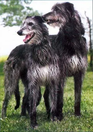 Жесткошерстные борзые